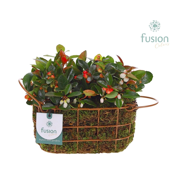 Mand metaal ovaal Small Herfst met Gaultheria