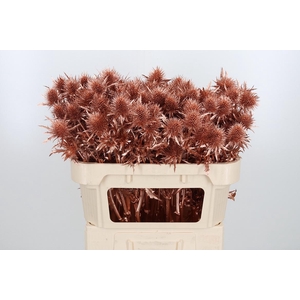 Eryn Supernova Kl Bh Koper