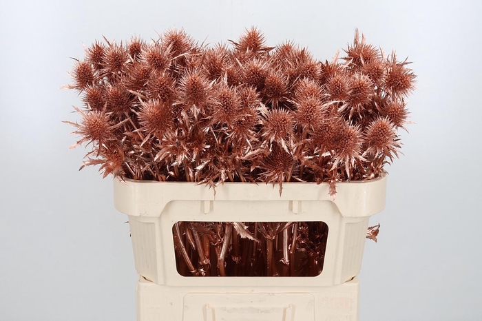 <h4>Eryn Supernova Kl Bh Koper</h4>