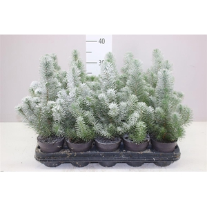 Pinus Silver Crest Snow