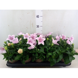 Platycodon grand. 'Astra Pink'