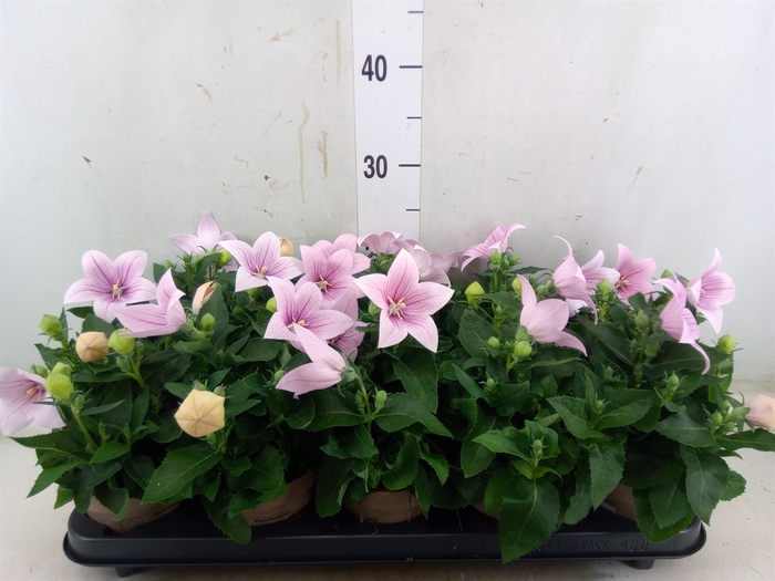 <h4>Platycodon grand. 'Astra Pink'</h4>