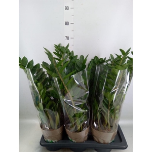 Zamioculcas zamiifolia