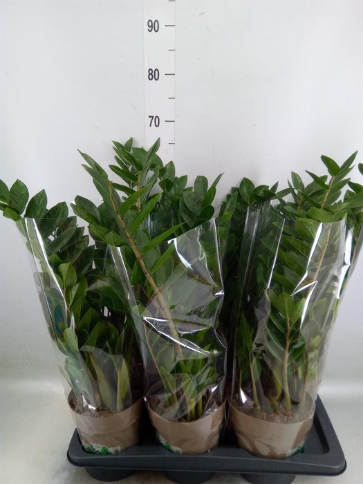 <h4>Zamioculcas zamiifolia</h4>