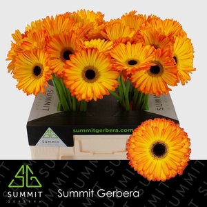 Gerbera Catwalk Water