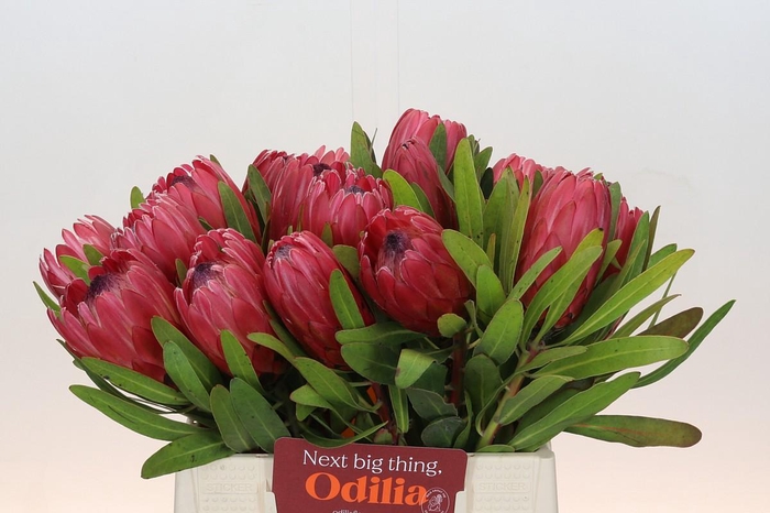 <h4>Protea Red Ice</h4>