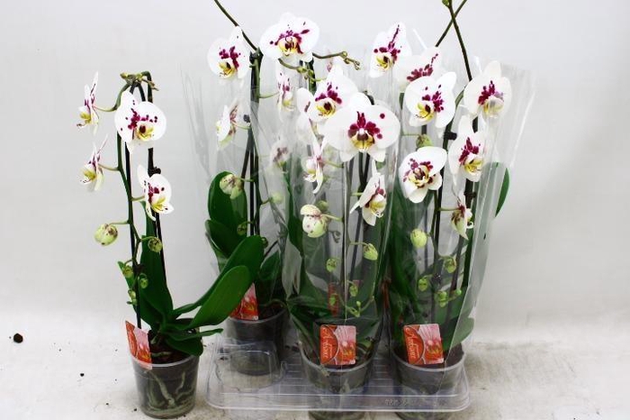 <h4>PHAL EL CASCADE</h4>