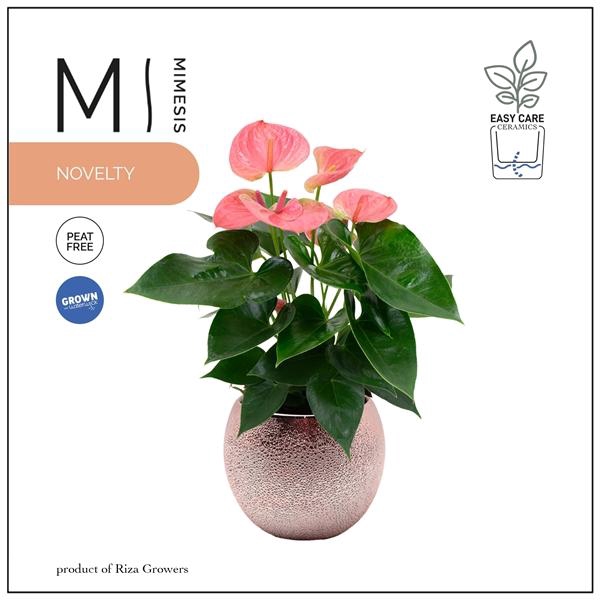 <h4>Mimesis Anthurium KARMA Pink - 12cm Bubbly Rose Gold</h4>