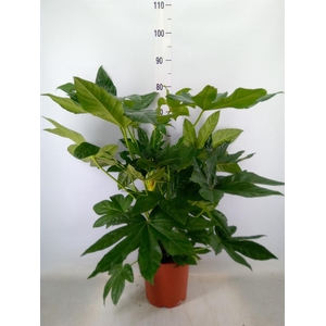 Fatsia japonica   ...