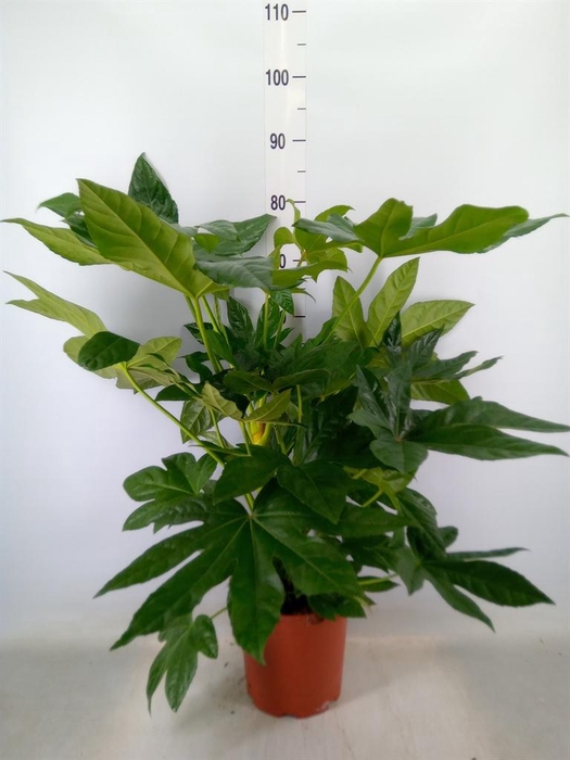 <h4>Fatsia japonica   ...</h4>
