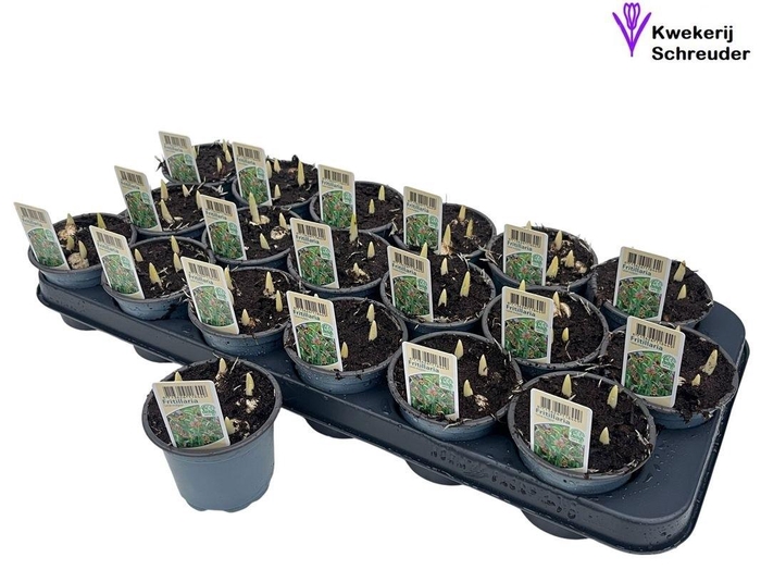 <h4>FRITILLARIA OV</h4>