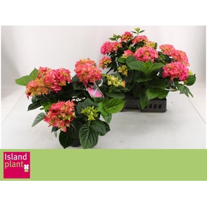 !! PROMO !! HYDR M EARLY ROSA P23