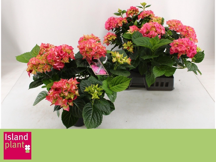 <h4>!! PROMO !! HYDR M EARLY ROSA P23</h4>