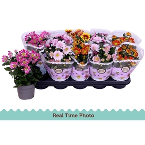 CHRYS GEM 2 KL BLOEM