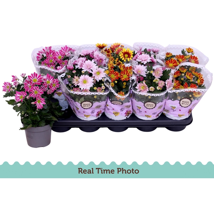 <h4>CHRYS GEM 2 KL BLOEM</h4>