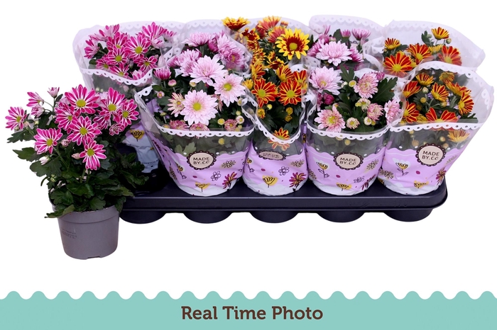 CHRYS GEM 2 KL BLOEM