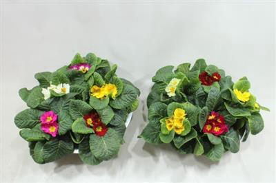 <h4>1095 Zink PRIMULA</h4>