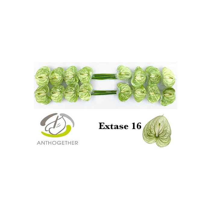 <h4>Anth A Extase</h4>