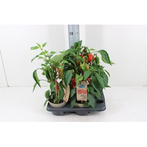 Groenteplanten Paprika Red P14