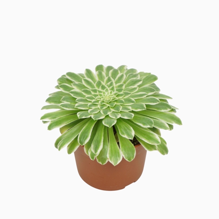 <h4>Aeonium tabuliforme</h4>