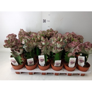 Euphorbia lactea 'Cristata'