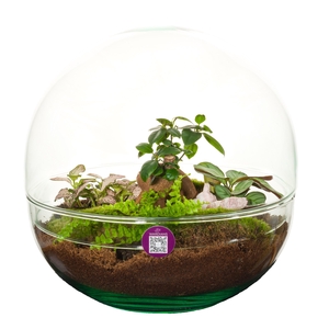 Wardians Terrarium - Earth large