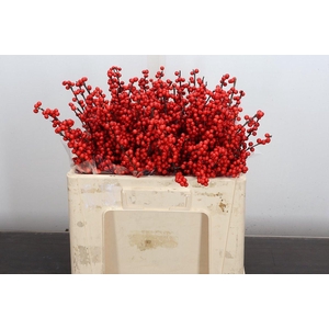 Ilex Ve Rode Bes 50cm (dussen)