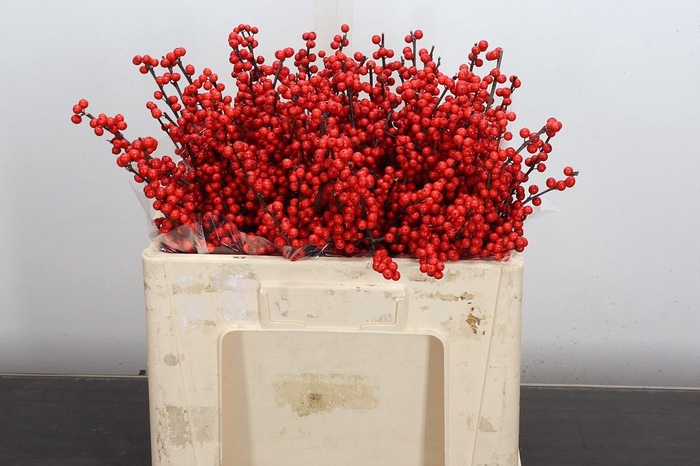 <h4>Ilex Ve Rode Bes 50cm (dussen)</h4>
