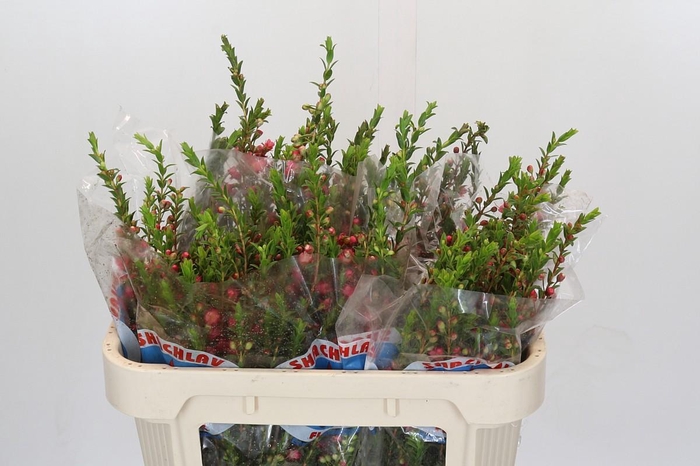 <h4>Chamecordia Rey</h4>