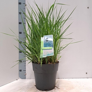 Panicum virgatum