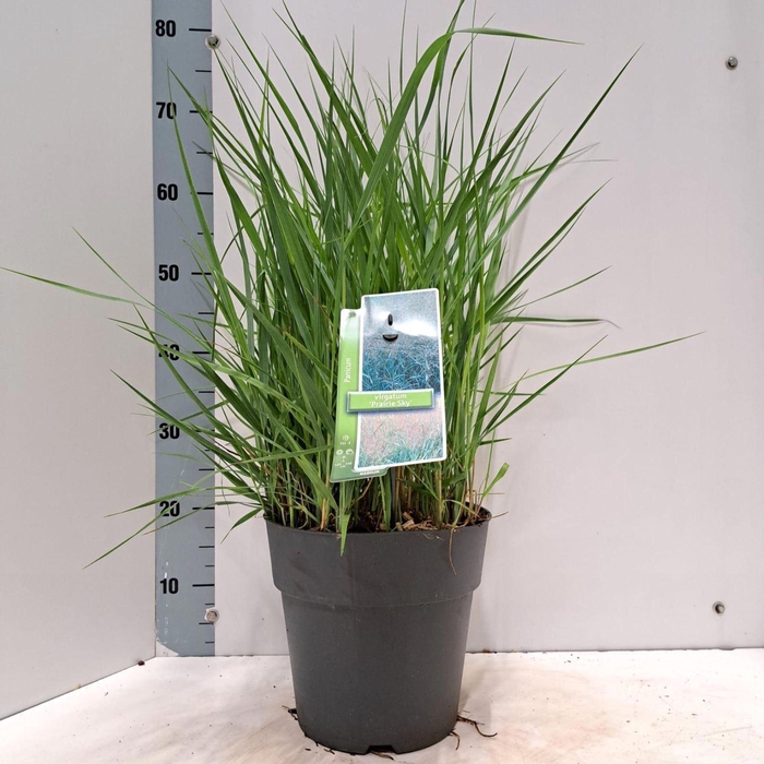 <h4>Panicum virgatum</h4>