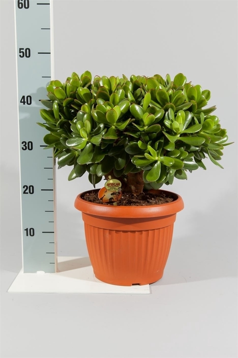 <h4>Crassula  'Magical Tree'</h4>