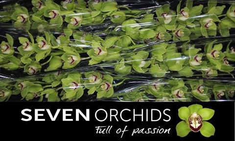 <h4>CYMB T ALI ANDERSON</h4>