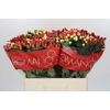 Hypericum Rainbow Romance