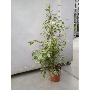 Ficus benja. 'Golden King'