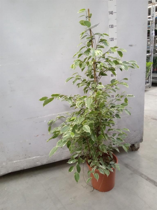 <h4>Ficus benja. 'Golden King'</h4>