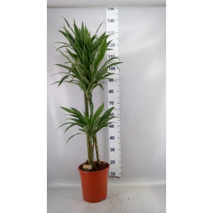 Dracaena fr de 'Warneckei'