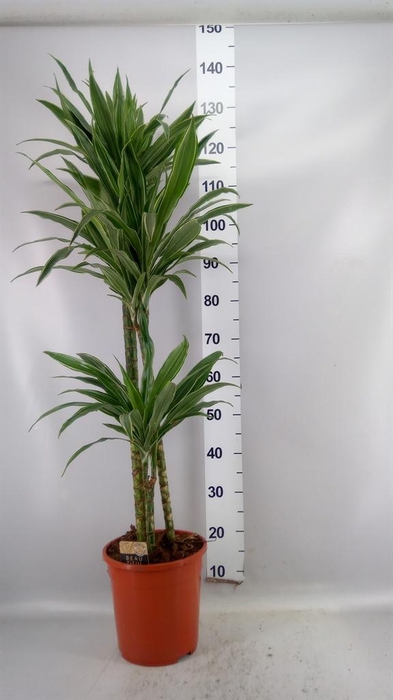 <h4>Dracaena fr de 'Warneckei'</h4>