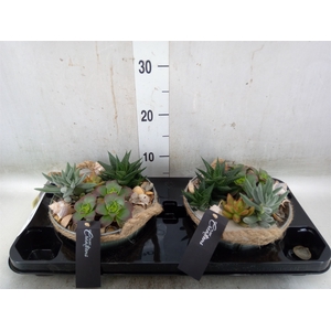 Arr.   Kamerplant Groen H%