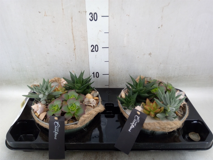 <h4>Arr.   Kamerplant Groen H%</h4>
