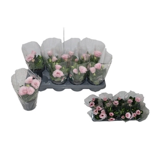 EUST JULIETTA PINK