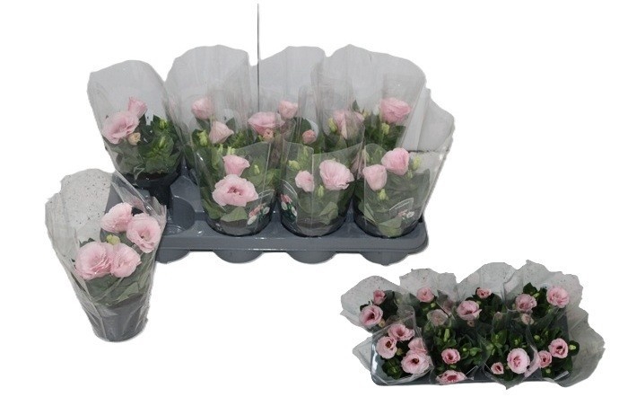 <h4>EUST JULIETTA PINK</h4>