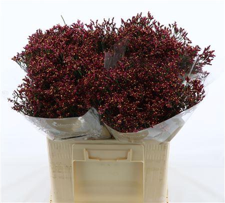 <h4>Limonium Sinense Scarlet Diamond</h4>