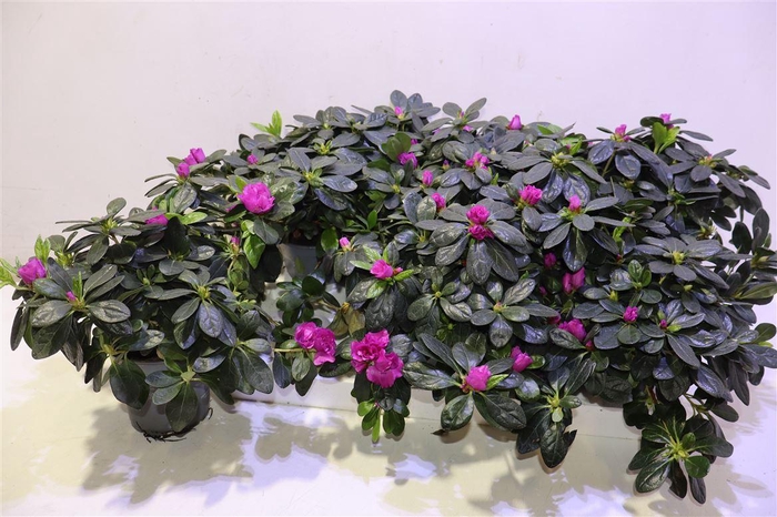 <h4>Rhodo Si Himalaya</h4>