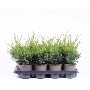 Juniperus x pfitzeriana Mint Julep
