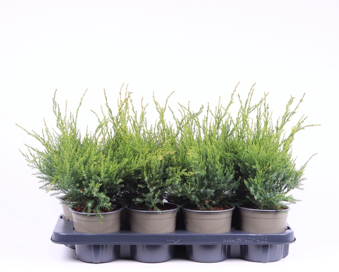 <h4>Juniperus x pfitzeriana Mint Julep</h4>
