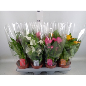 Zantedeschia   ...mix 4