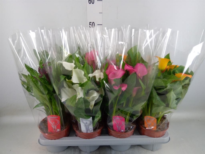 <h4>Zantedeschia   ...mix 4</h4>