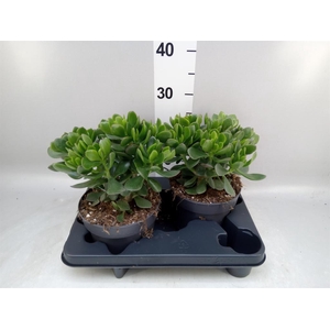 Crassula  'Minova Magic'