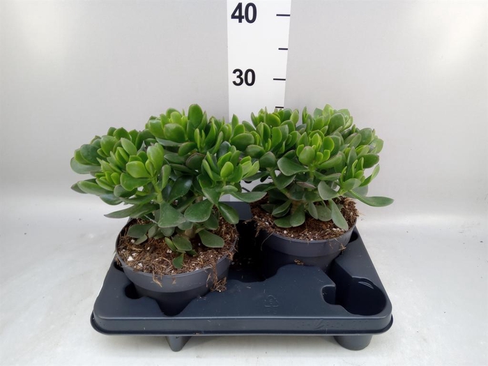 <h4>Crassula 'Minova Magic'</h4>